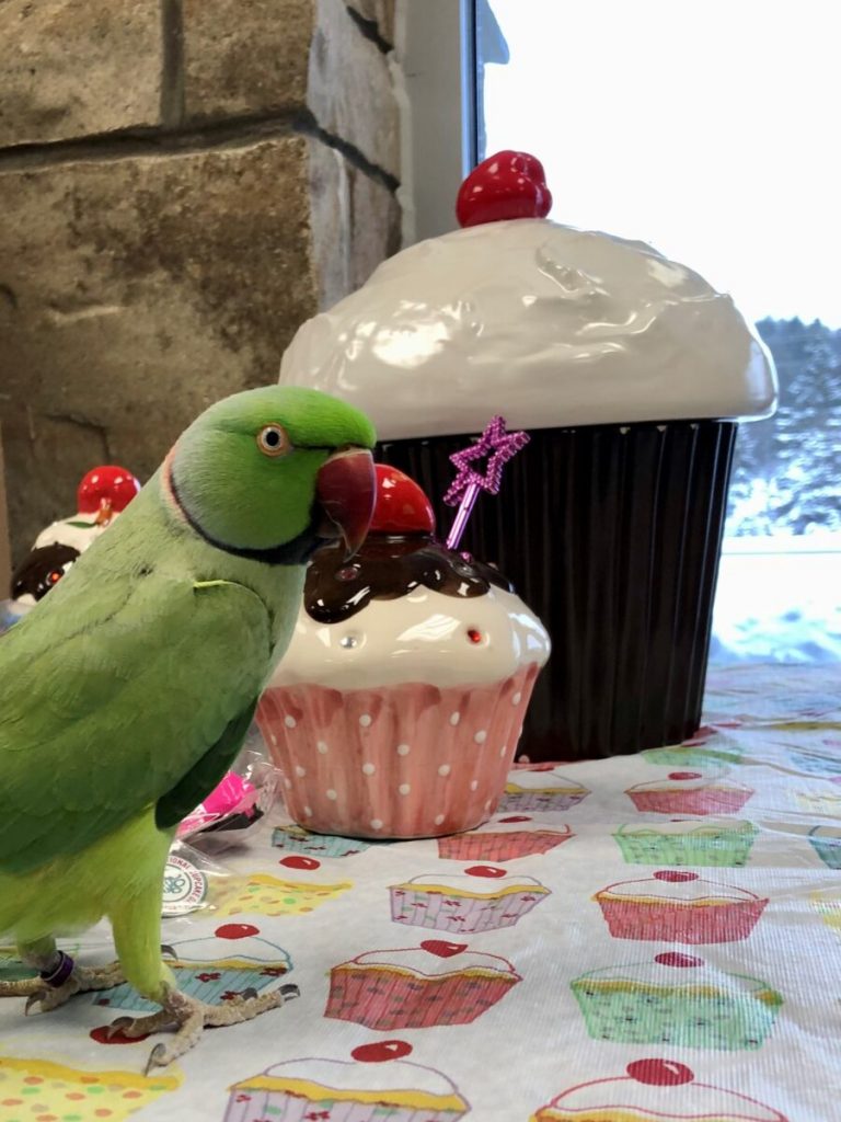 Today is Cupcake Day and the Ontario SPCA needs your help to raise some dough