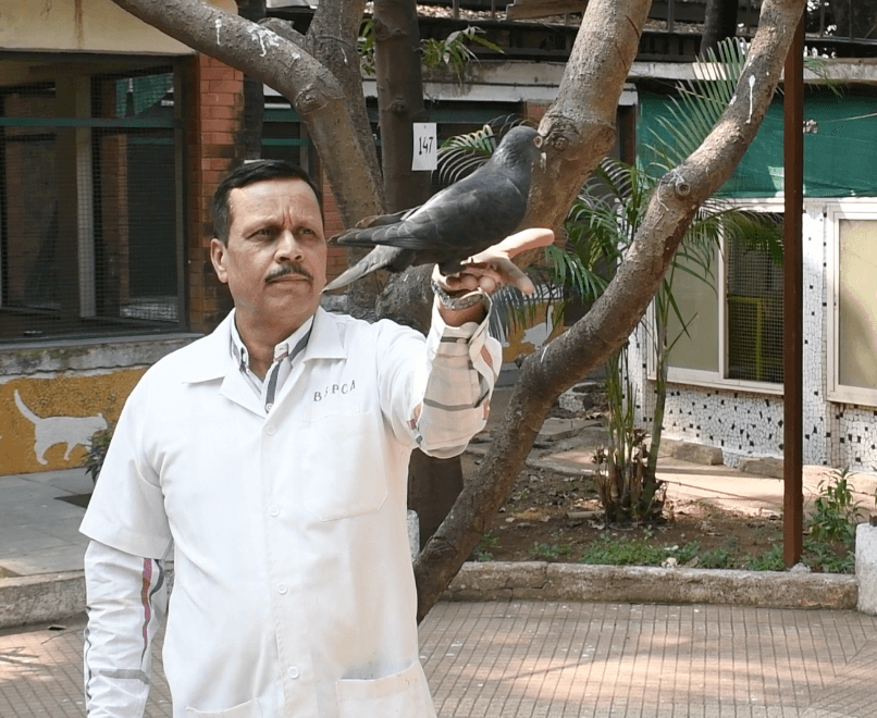 ‘Spy’ Pigeon Held for Eight Months Is Released After PETA India Intervenes