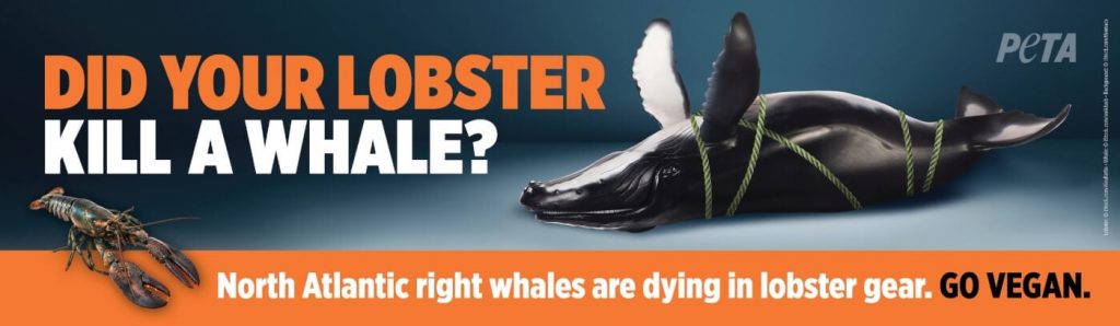 Whale’s Death in Lobster Gear Prompts PETA to Point Finger at Seafood Eaters