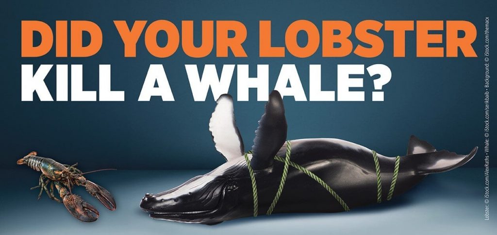 Eat a Lobster, Kill a Whale: PETA Pinpoints Deadly Web Cast by Fishing Industry