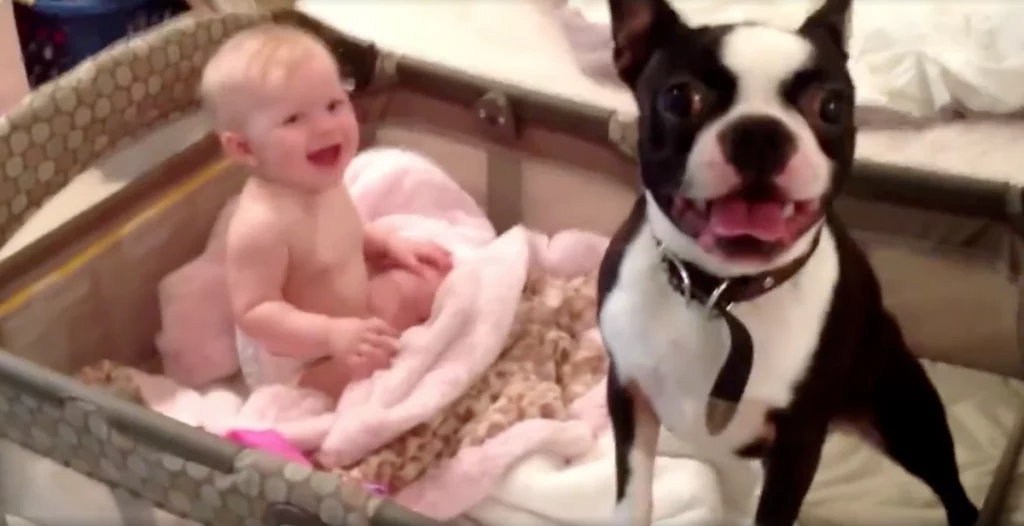 Mom Tells Dog To Get Out Of The Crib, And He Adorably Disobeys Her