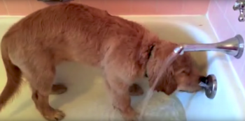 Golden Retriever Puppy ‘Gives Himself’ Bath, And He Has The Cutest Routine