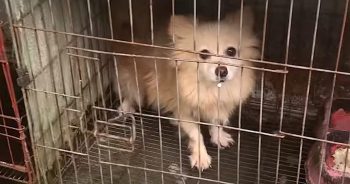 Small Dog Who Was Caged For Two Years Gets A Spa Day To Wash Away Her Neglect