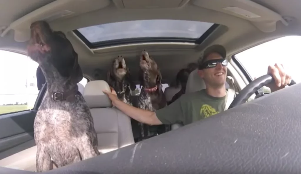 Dad Sets Up Camera To Show The 4-Gigantic Dogs ‘Go-Crazy’ On The Way To Their Favorite Place