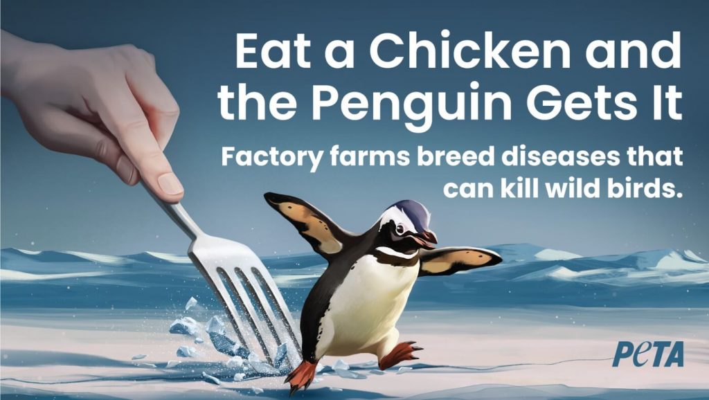 ‘Eat a Chicken and the Penguin Gets It’: PETA’s Avian Flu Alert Lands at Local Wing Joints