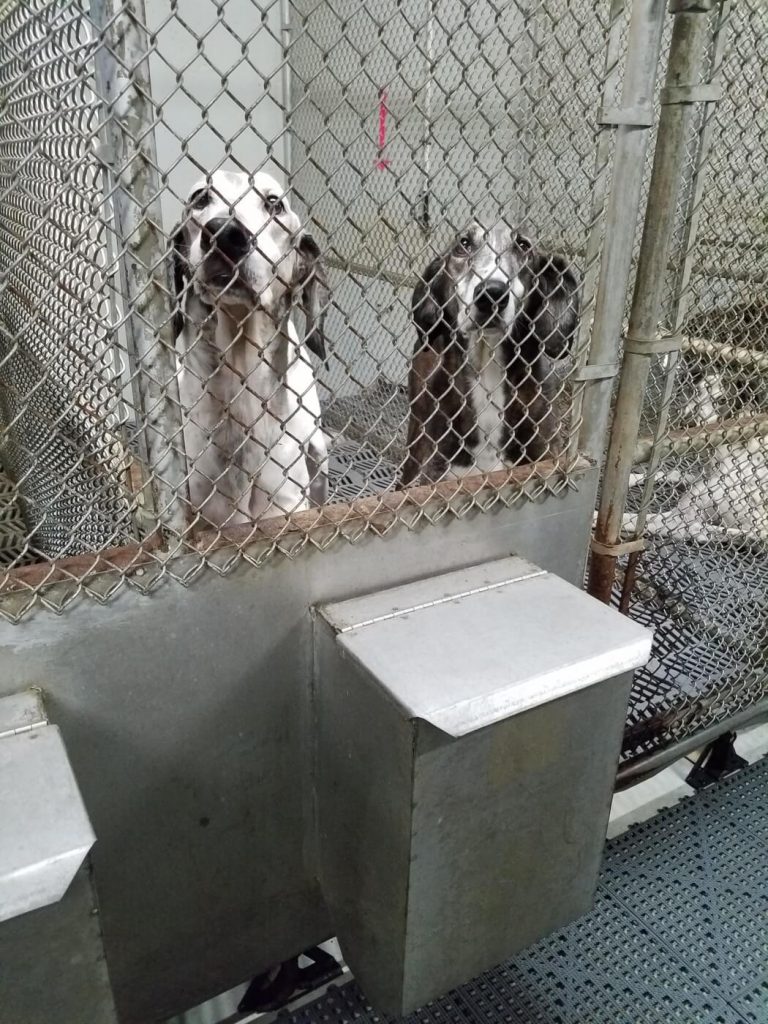 Sick Dogs and Cats Used as Blood Bags: PETA Urges Mars Inc. to Stop Supporting Blood Prisons