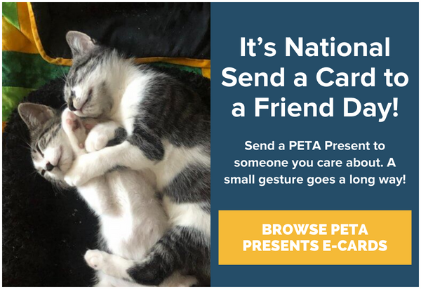 DEV PETA Shop National Card Day Feb2024