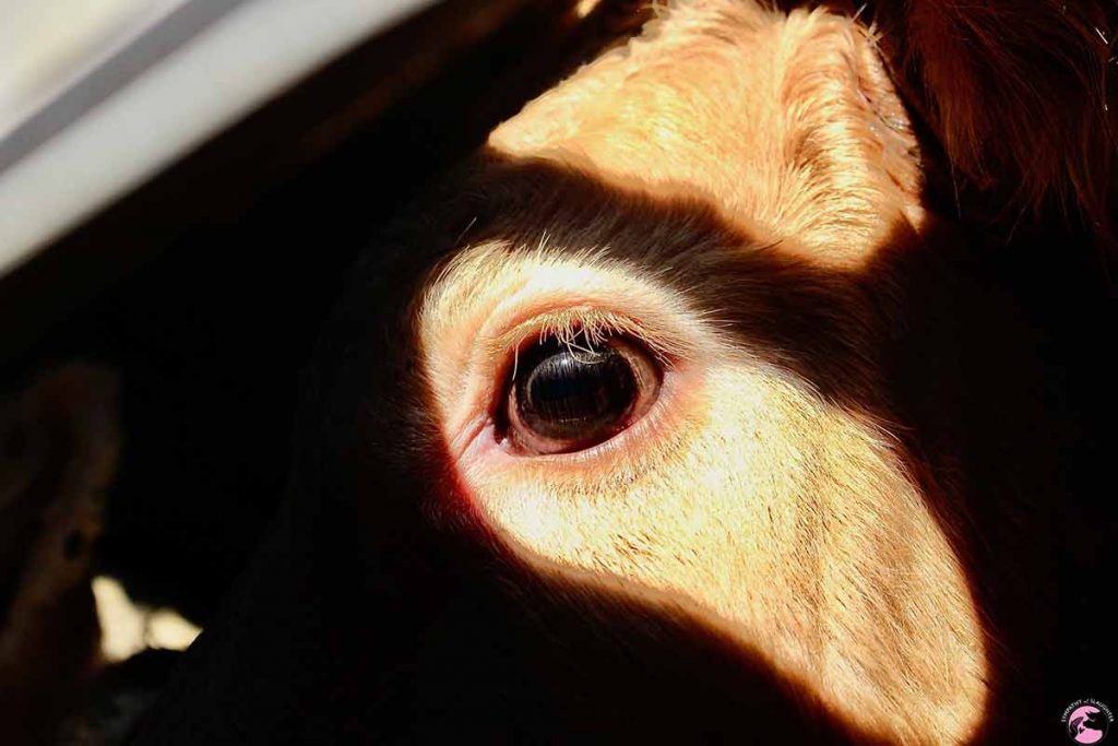 Taos Slaughterhouse Backed by PETA? Here Are the Conditions