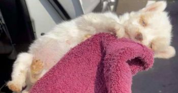 Woman ‘Cradles’ Newborn Pup Dying On Hot Pavement, Praying Love Sparks Life