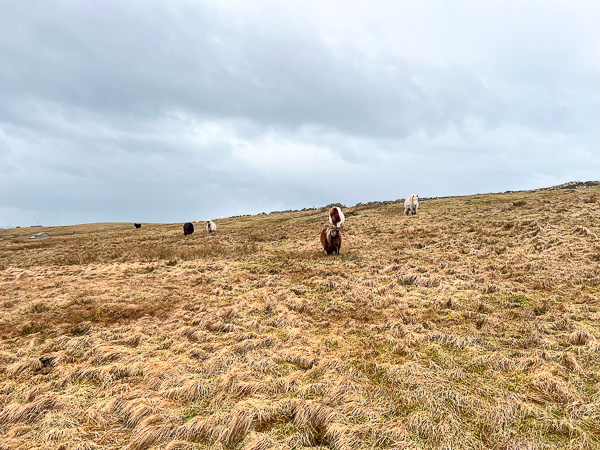 In Search of the Yellow Bucket