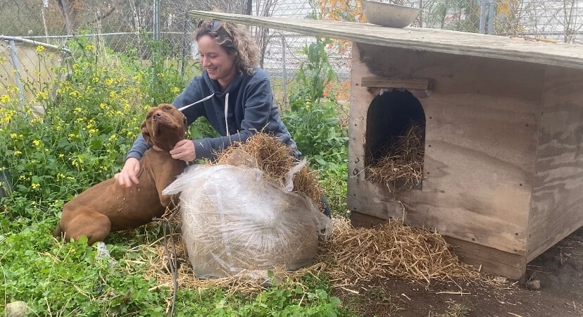 Fear of Frostbite, Fatalities Prompt PETA’s Free Straw Giveaway for Dogs Left Outside