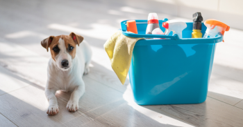 Spring Cleaning Tips And Products For Dog Parents