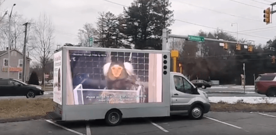 UMass Monkey Torment Put on Blast by PETA, Local Animal Rights Group
