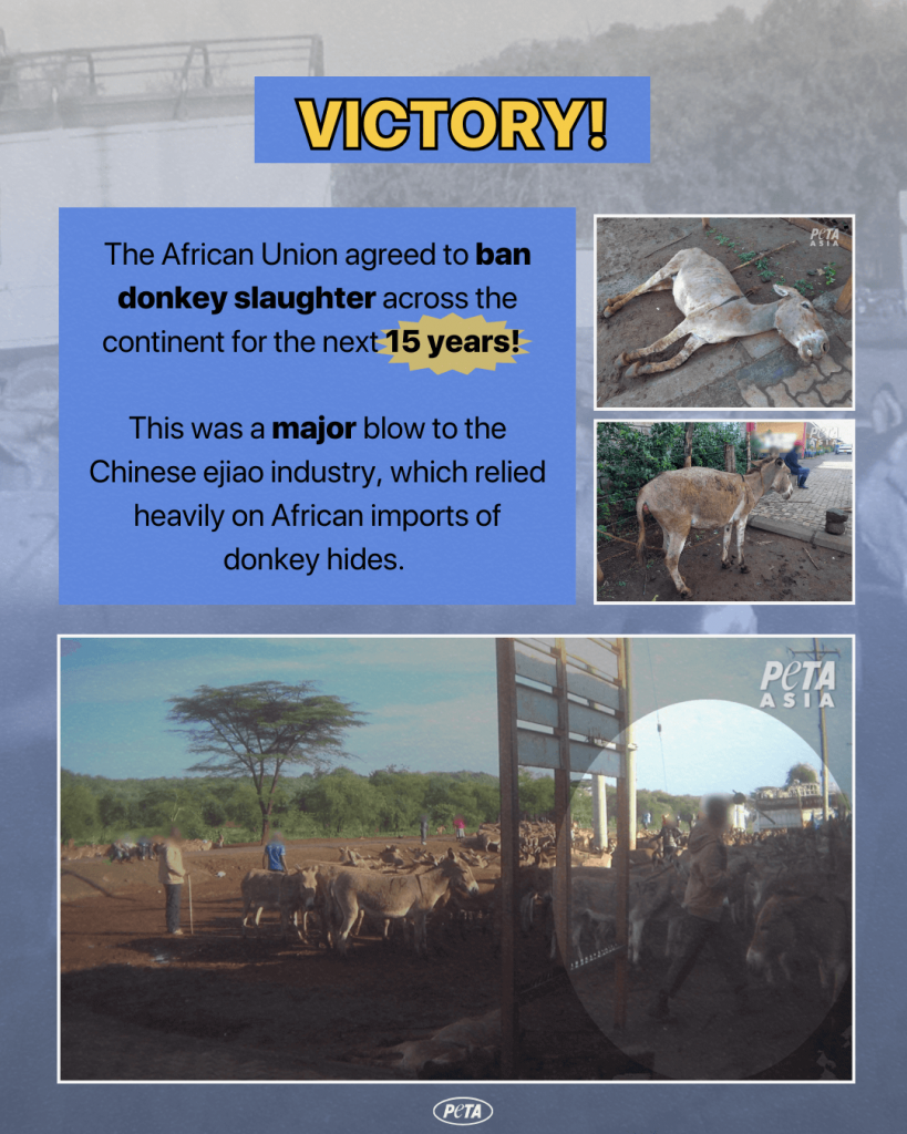 Breaking Victory! African Union Bans Violent Donkey-Skin Trade