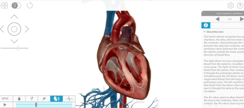 Animal-Free Heart Dissection Activities