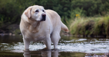 Weight Gain In Dogs: Why Is My Dog Gaining Weight?