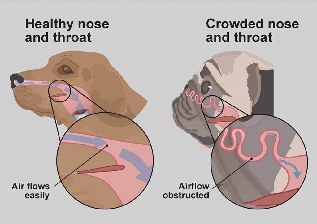 See Why French Bulldogs Can’t Breathe: Their Skull vs. a Healthy Dog’s