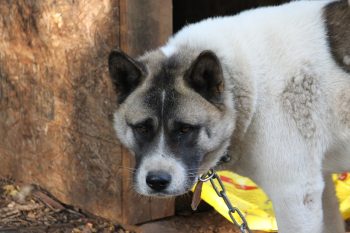 10 Life Lessons You Can Learn from a Akita