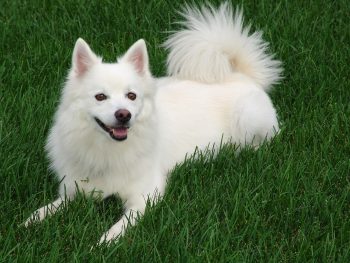 9 Dog Breeds with the Fluffiest Tails