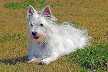 10 Life Lessons You Can Learn from a Westie