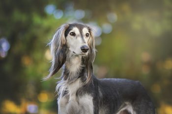 5 Dog Breeds That Look Like They Came from Another Planet