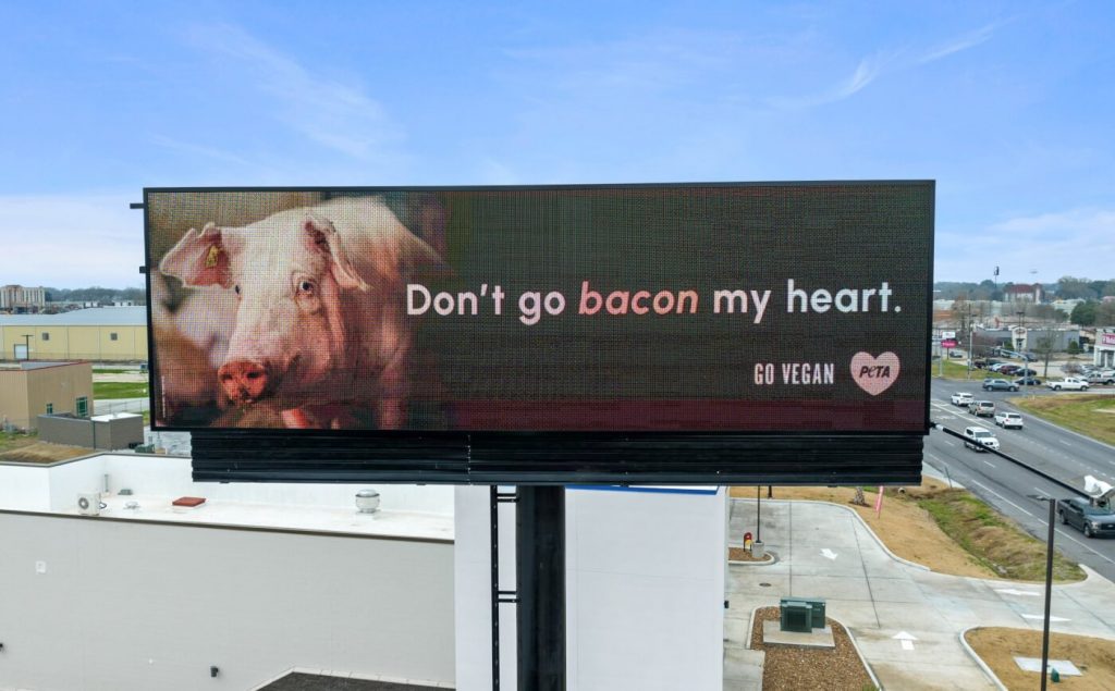 ‘Don’t Go Bacon My Heart!’ Pig’s V-Day Plea Hits Broussard, Courtesy of PETA