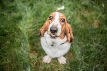 Basset Hound Lifespan – What to Expect & How to Help a Basset Hound Live Longer