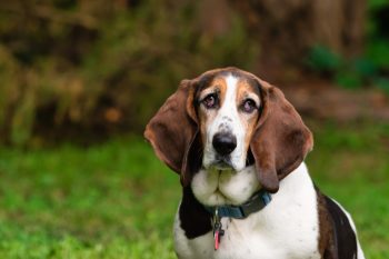 10 Dog Breeds Similar to Basset Hounds