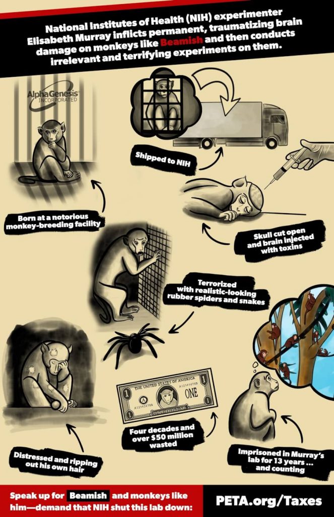 INFOGRAPHIC: Beamish’s Life of Anguish in an NIH Laboratory