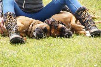 6 Dog Breeds Most Likely to Snore Louder Than Your Grandpa