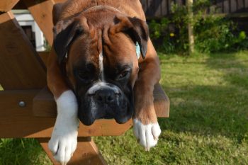 7 Dog Breeds with the Most Comically Dramatic Sighs