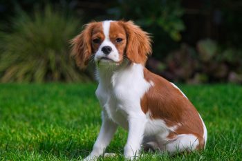 Cavalier Lifespan – What to Expect & How to Help a Cavalier Live Longer