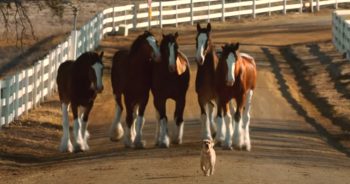 Budweiser Clydesdales & Puppy Friend Are Back Together In ‘Classic’ Reunion Commercial