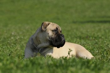 Bullmastiff Lifespan – What to Expect & How to Help a Bullmastiff Live Longer