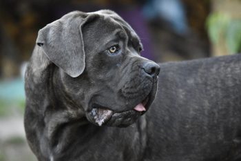 10 Dog Breeds Similar to Cane Corsos