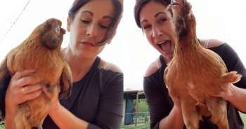 Endearing Chicken ‘Melted’ Hearts Cackling With Laughter When Woman Tickles Her Sides
