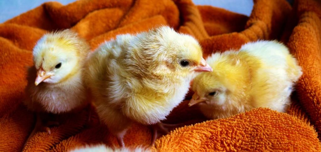 Why Editing Chickens’ Genes Is a Cockamamie Idea