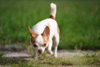 10 Dog Breeds Similar to Chihuahuas