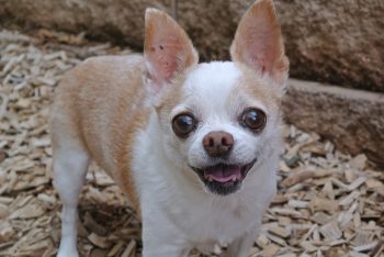 Chihuahua Lifespan – What to Expect & How to Help a Chihuahua Live Longer