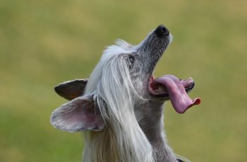 10 Life Lessons You Can Learn from a Chinese Crested