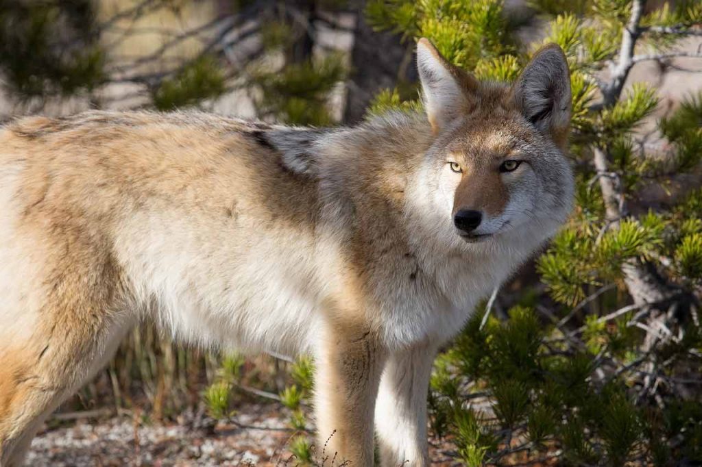 Torrance Coyote Trapper Caught Setting Snares Near Homes; PETA Calls For Investigation