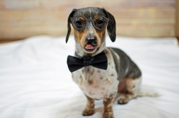 5 Dog Breeds That Love Fashion and Dress-up