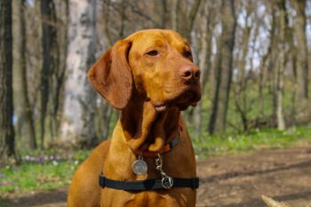 10 Life Lessons You Can Learn from a Vizsla