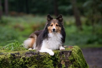 The History and Origin of the Sheltie: A Comprehensive Look