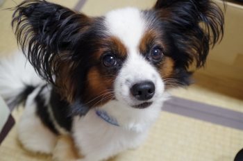 Papillon Lifespan – What to Expect & How to Help a Papillon Live Longer