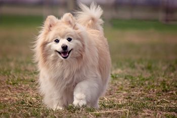 Pomeranian Lifespan – What to Expect & How to Help a Pomeranian Live Longer