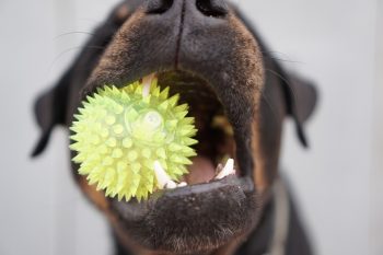 The Science Behind Dogs’ Obsession With Squeaky Toys