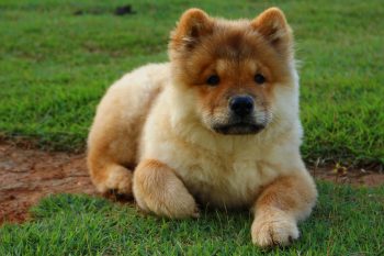 10 Dog Breeds Similar to Chow Chows