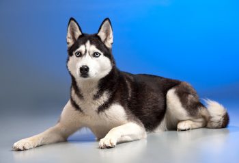 10 Dog Breeds Similar to Huskies