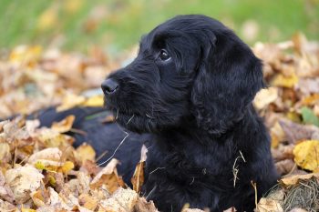 Labradoodle Lifespan – What to Expect & How to Help a Labradoodle Live Longer
